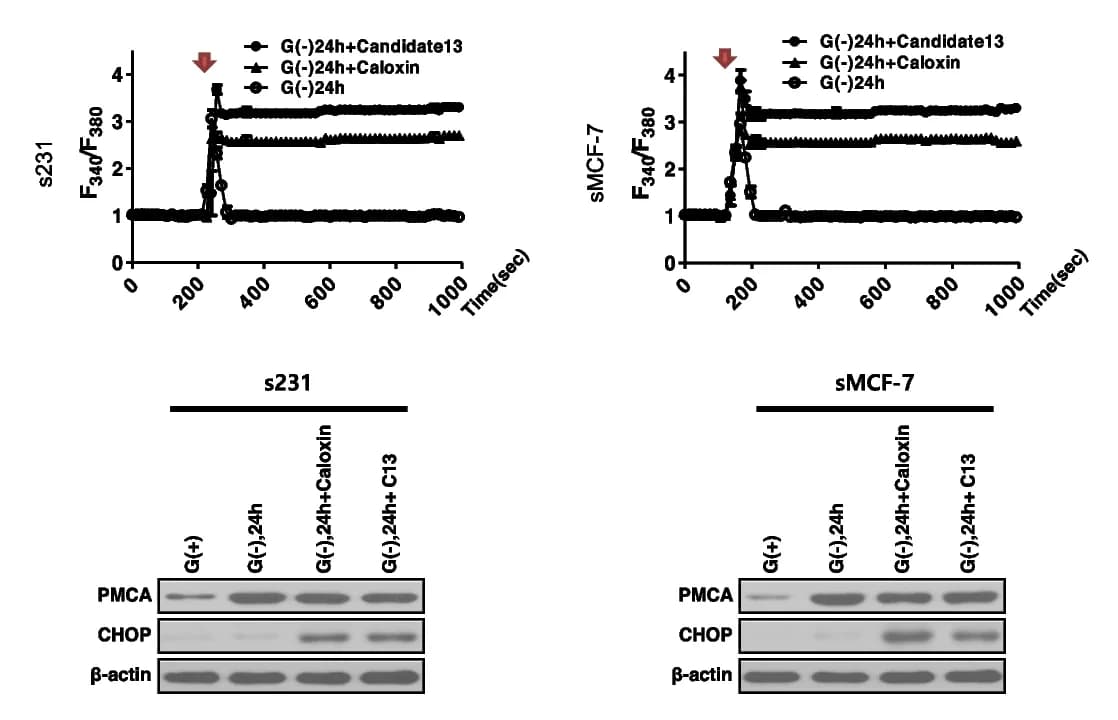 Open access visualization of Line Plot, Gel, Intracellular Free Calcium, Immunoblot Analysis, PMCA Expression