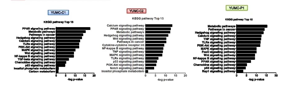 Open access visualization of Bar Plot, Upregulated pathways, Drug-resistant cancer cells