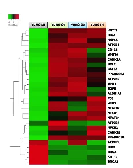 Open access visualization of Heatmap, Clustered, RNA-Seq, Target genes, Drug-resistant cancer cells