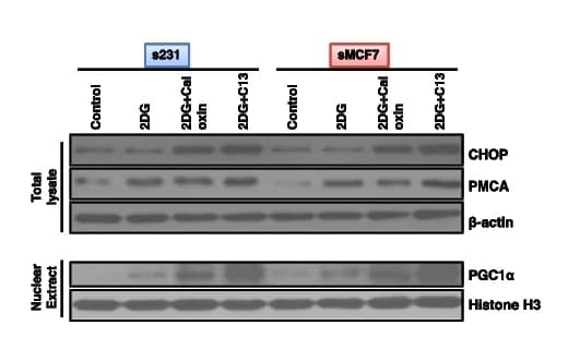 Open access visualization of Gel, Immunoblot, CHOP, ER stress marker, 2DG