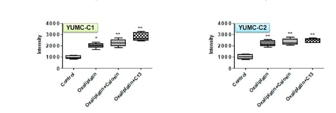 Open access visualization of Box Plot, YUMC-C1, YUMC-C2, YUMC-P1, Representative images
