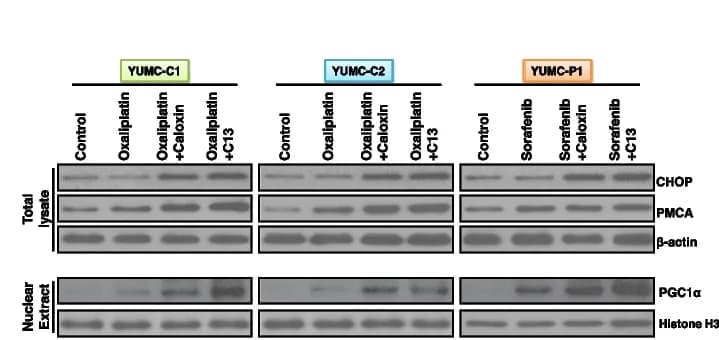 Open access visualization of Gel, Immunoblot, CHOP, ER stress marker, Oxaliplatin