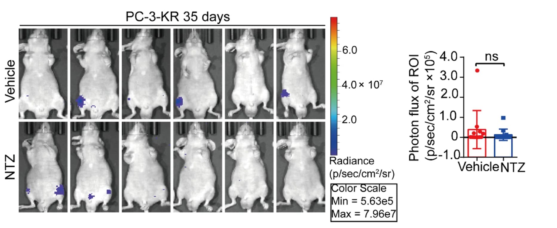 Open access visualization of Microscopy, Error Bars, Bioluminescence Images, Mice, PC-3-KR Cells