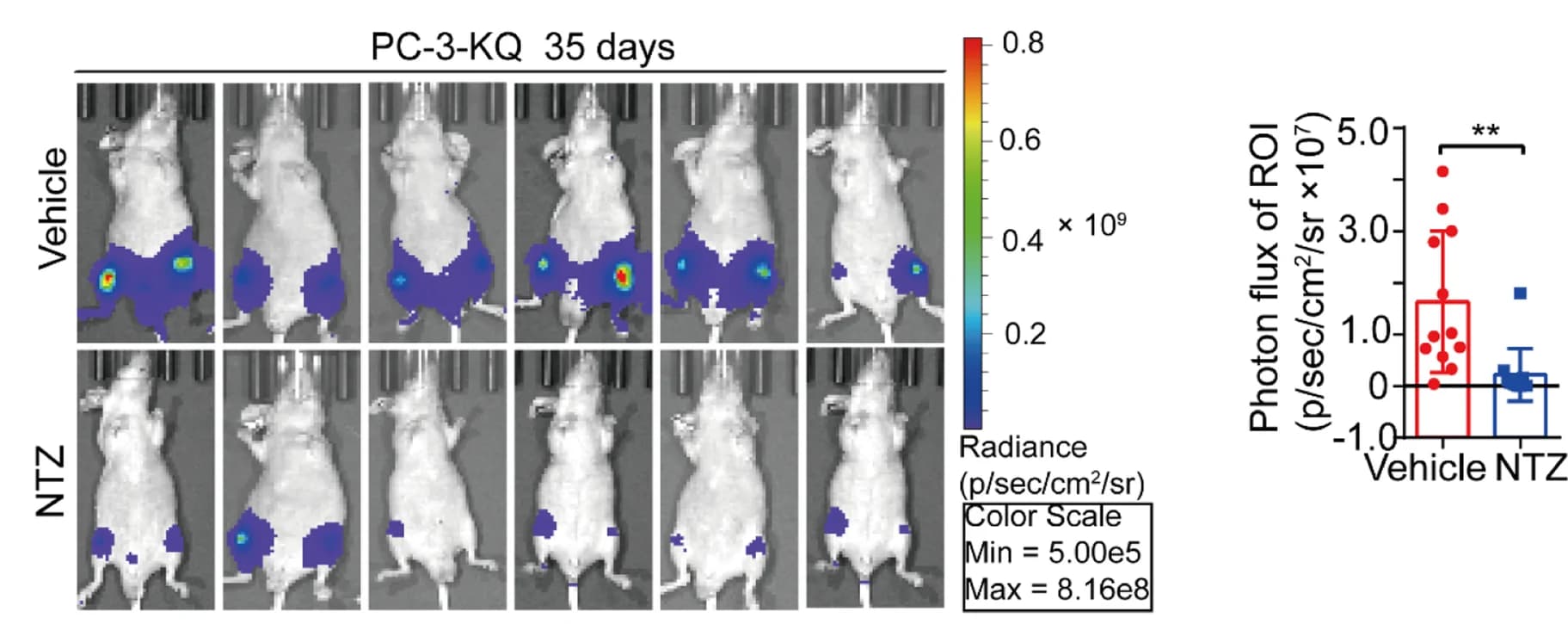 Open access visualization of Microscopy, Box Plot, Scatter Plot, Error Bars, Bioluminescence Images