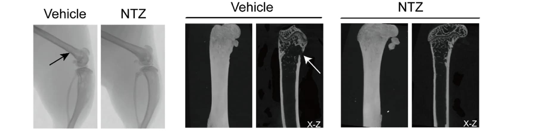 Open access visualization of Photo, Microscopy, Micro-CT Images, Femurs, Tibias