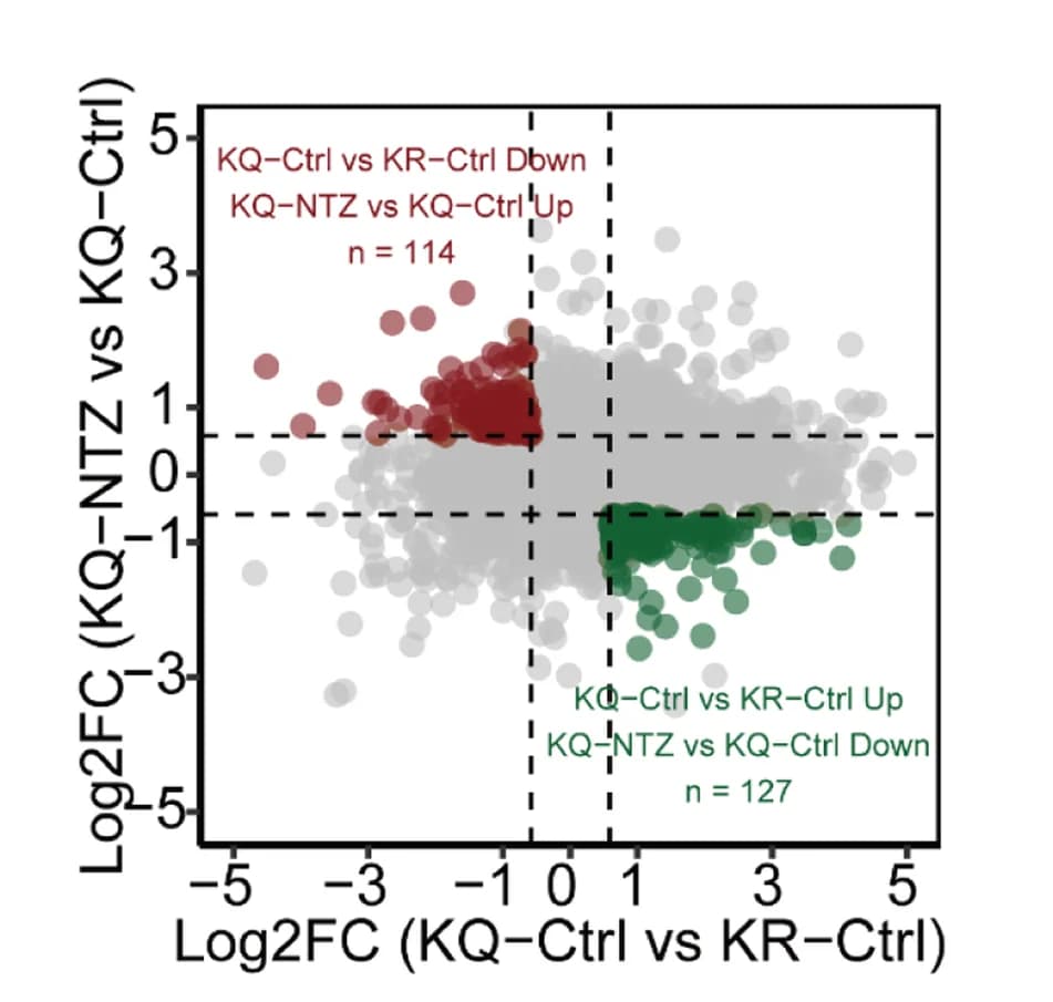 Open access visualization of Scatter Plot, Volcano Plot, Differentially Expressed Genes, PC-3-KQ Cells, NTZ Treatment