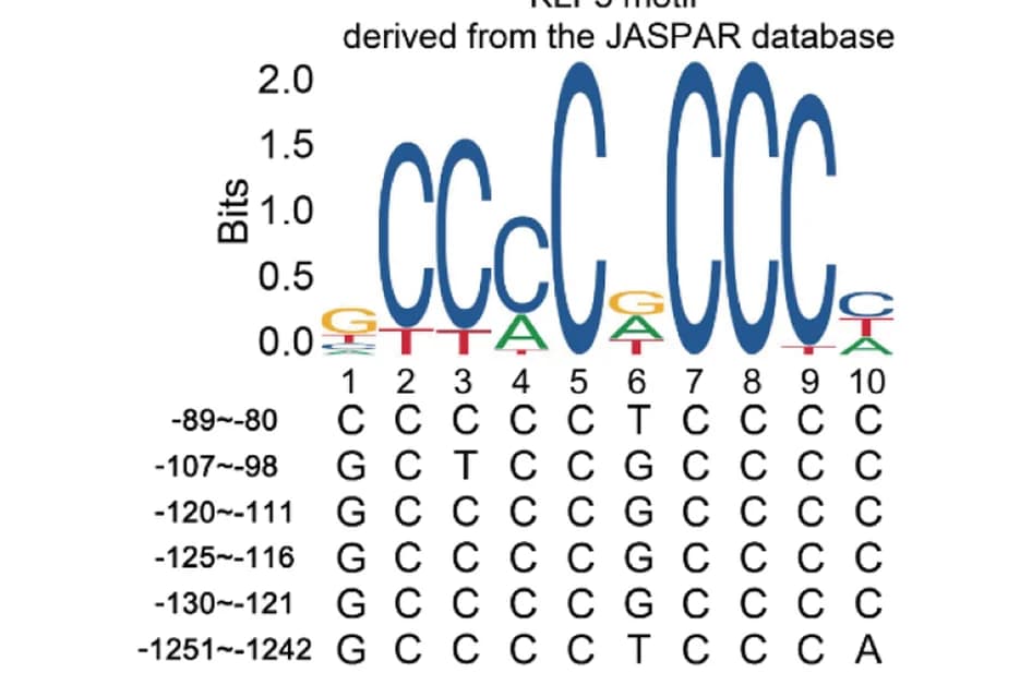 Open access visualization of Illustration, MYBL2, Gene Promoter, KLF5, JASPAR