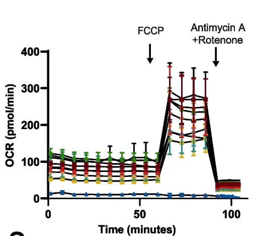 Open access visualization of Line Plot, Error Bars, Mitochondrial oxygen consumption, Extracellular acidification, Rat cardiomyocytes