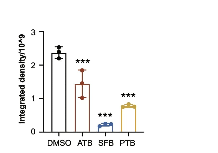 Open access visualization of Bar Plot, Error Bars, Fluorescence Intensity, TNNT2, NRCMs