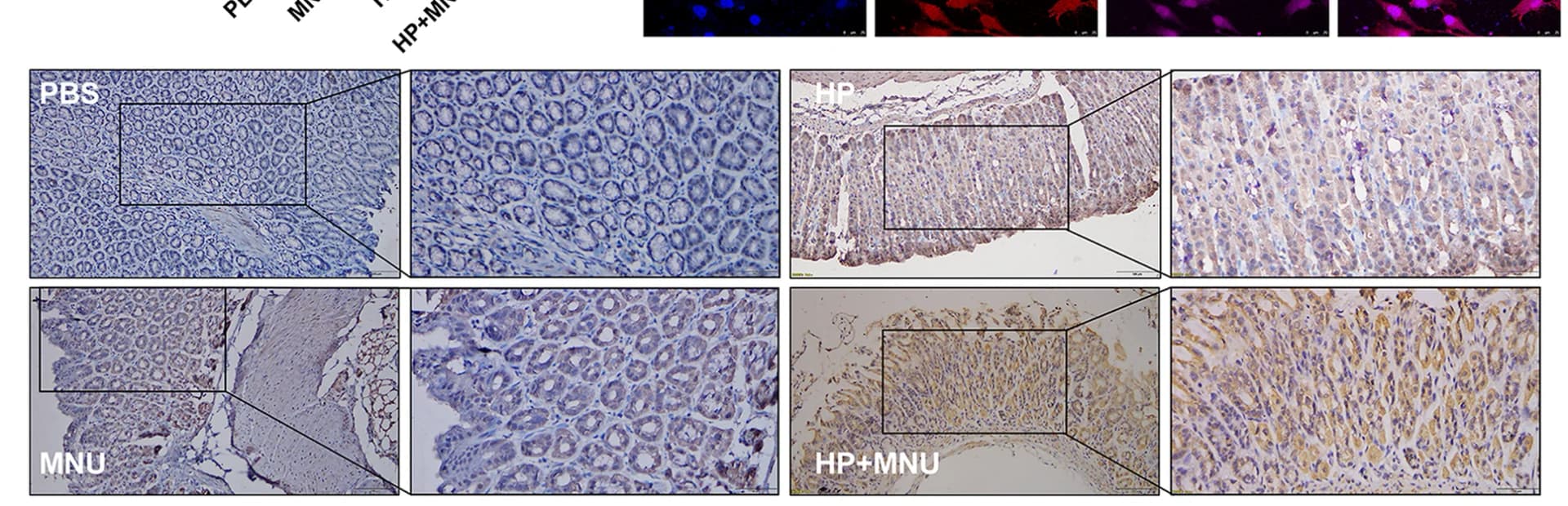 Open access visualization of Microscopy, IHC Staining, GNB4, PBS Group, H. pylori (SS1 Strain)