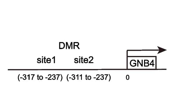 Open access visualization of Illustration, Western Blotting, CagA, p-NF-κB, NF-κB