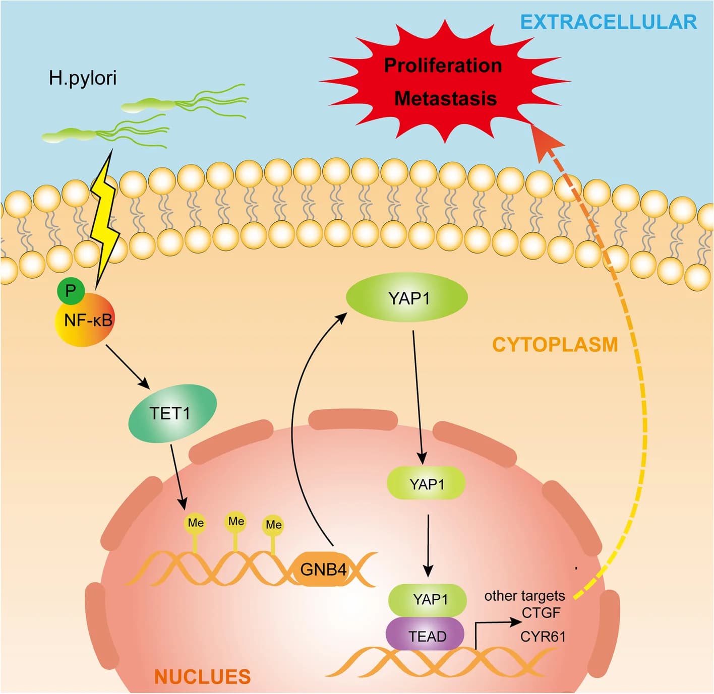 Open access visualization of Workflow, Illustration, GNB4, H. pylori, Gastric Cancer