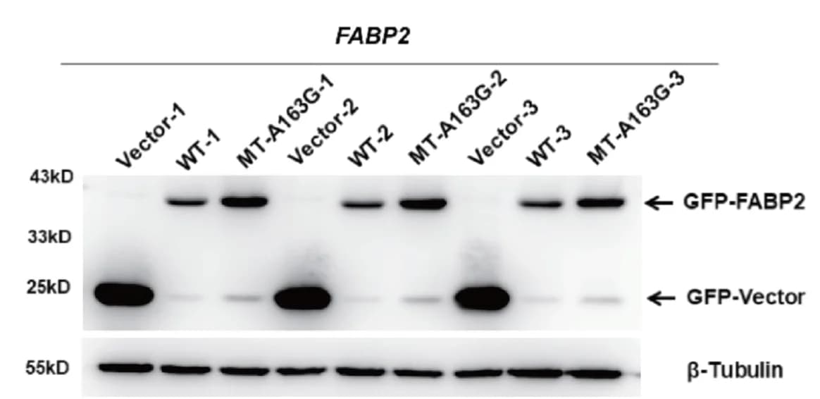 Open access visualization of Gel, Western Blots, Protein Expression, FABP2, Vector