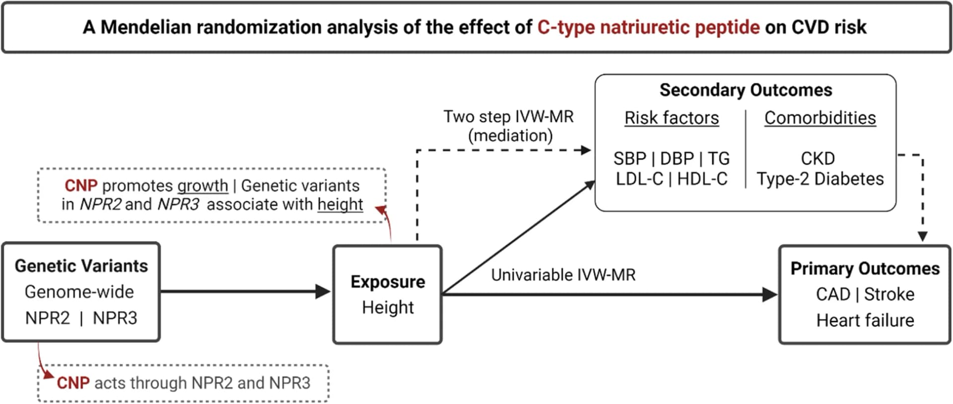 Open access visualization of Workflow, Flowchart, Coronary Artery Disease, Chronic Kidney Disease, C-Type Natriuretic Peptide