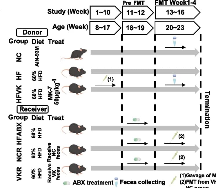 Open access visualization of Workflow, Illustration, Study design, MK-7 intervention, Fecal microbiota transplantation