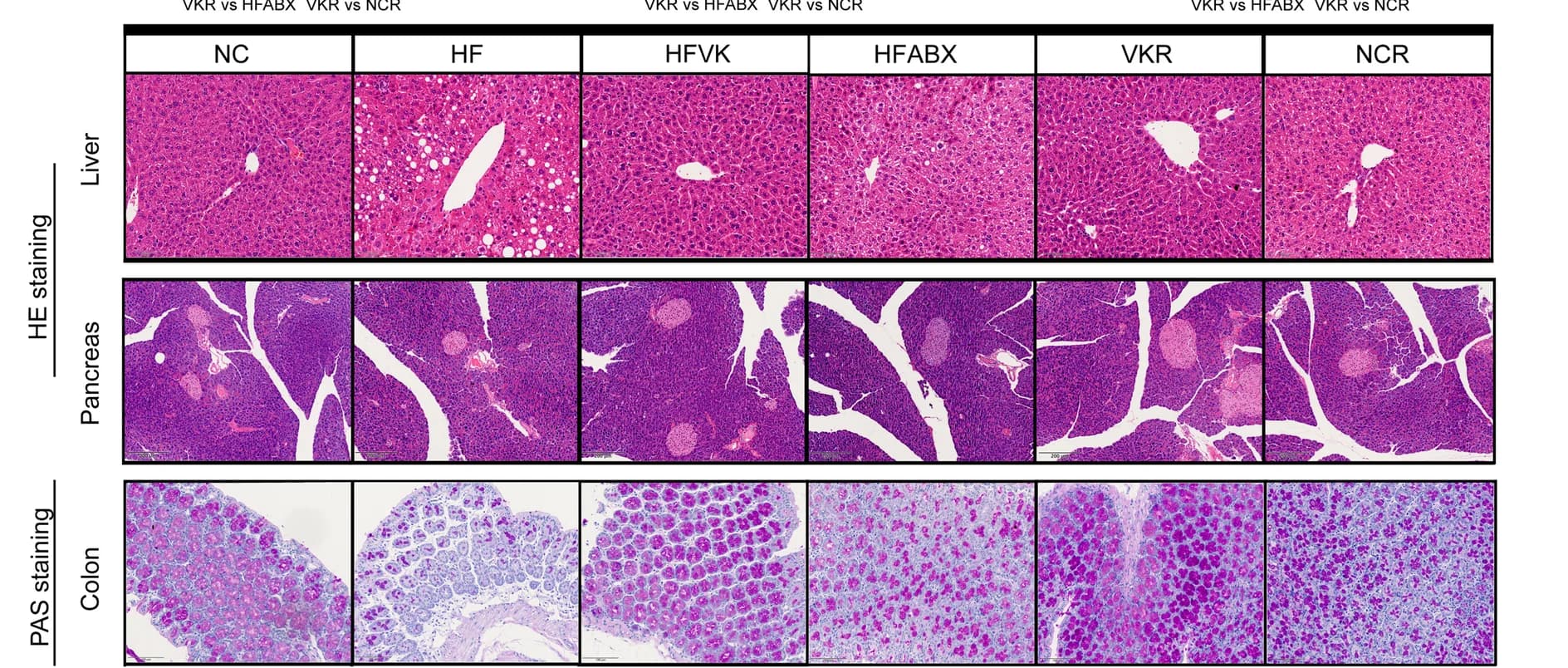Open access visualization of Microscopy, Liver, Pancreas, Colon, Histopathology