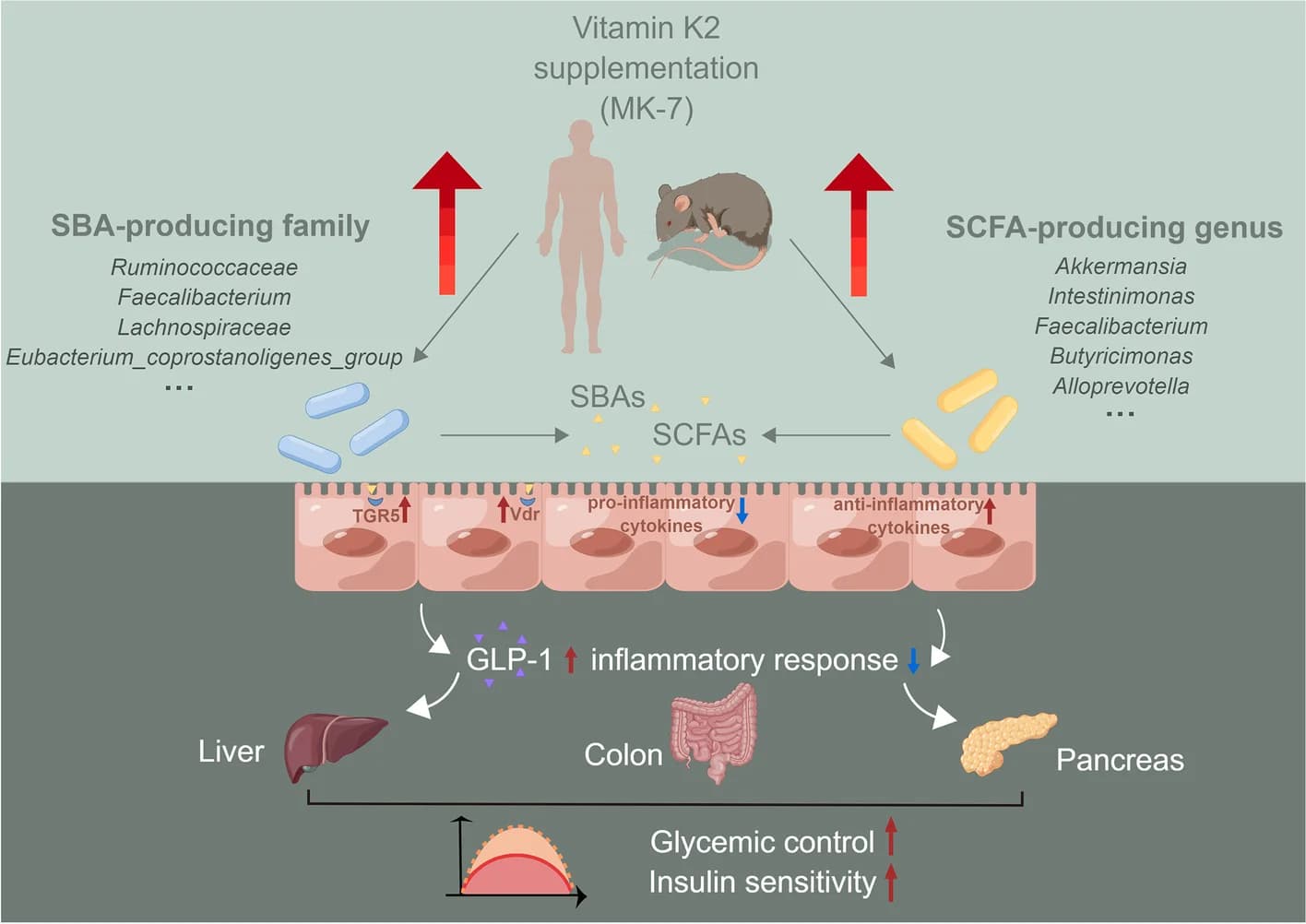 Open access visualization of Workflow, Illustration, Vitamin K2, MK-7, Glycemic Control