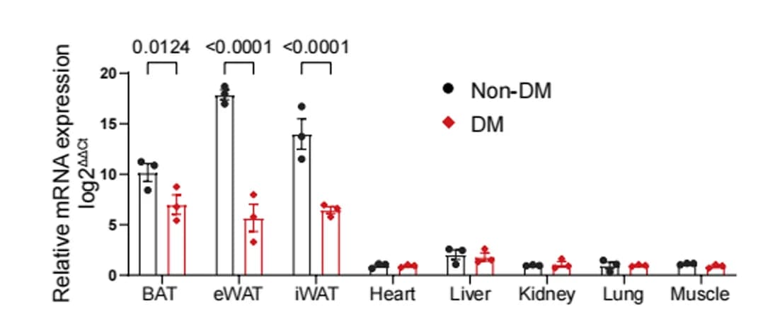 Open access visualization of Bar Plot, Error Bars, Scatter Plot, Adipsin mRNA, Tissues