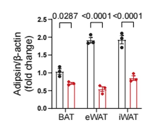 Open access visualization of Bar Plot, Error Bars, Clustered, Quantitative Analysis, Adipsin