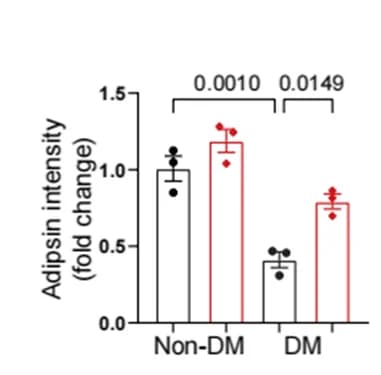 Open access visualization of Bar Plot, Error Bars, Quantitative analysis, Adipsin, Fluorescence intensity