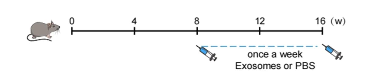 Open access visualization of Workflow, Illustration, Experimental Design, Exosomes, Mice