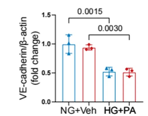 Open access visualization of Bar Plot, Error Bars, Quantitative analysis, Western blot, VE-cadherin