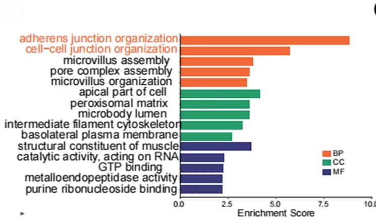 Open access visualization of Bar Plot, GO Analysis, Gene Ontology, Biological Process, Cellular Component