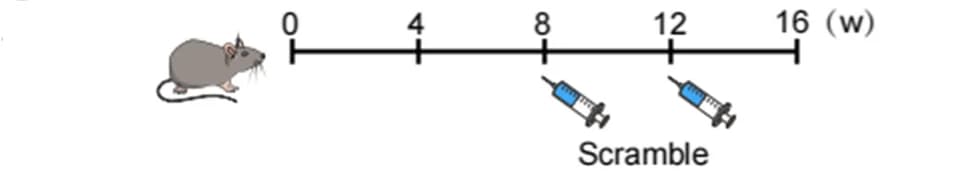 Open access visualization of Illustration, Adeno-associated Virus, CMECs, Csk Knockdown