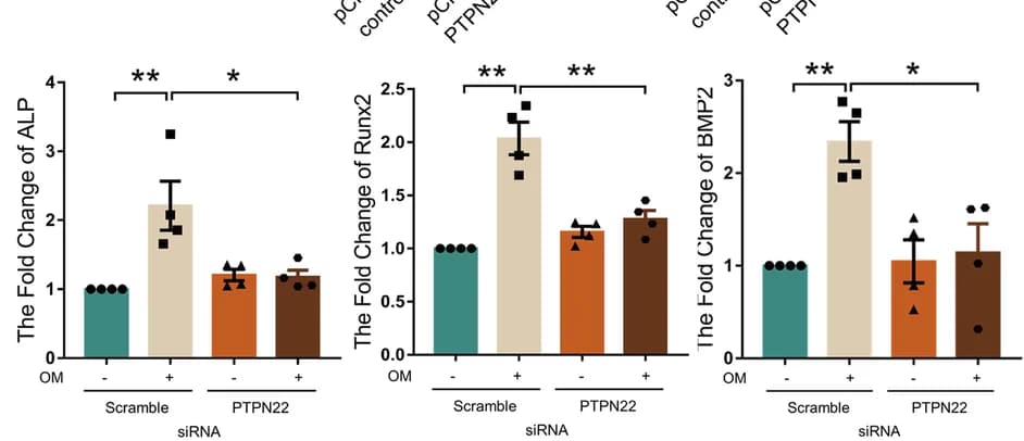 Open access visualization of Bar Plot, Error Bars, Cells, PTPN22 siRNA, OM