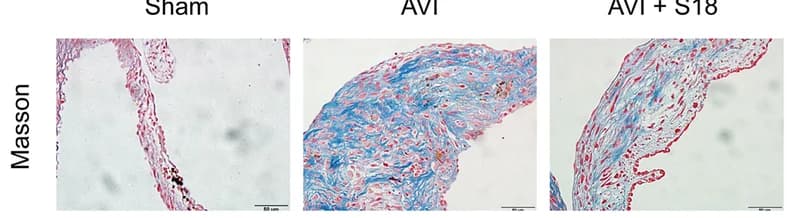 Open access visualization of Microscopy, Masson’s Trichrome Staining