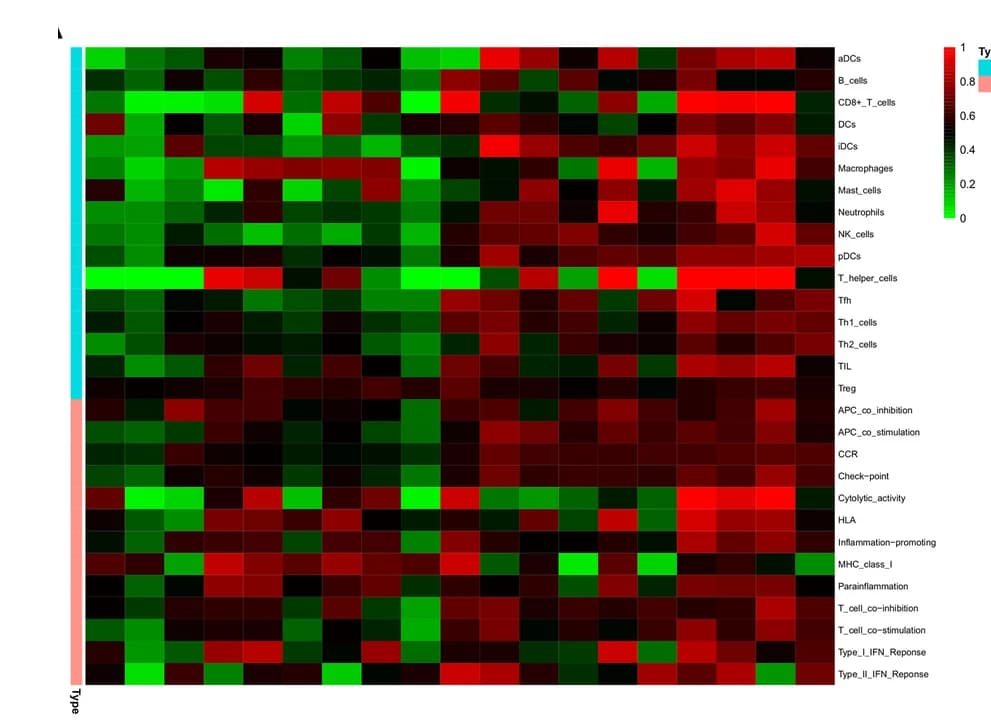 Open access visualization of Heatmap, Immune Infiltration Cells, Immune-related Pathways