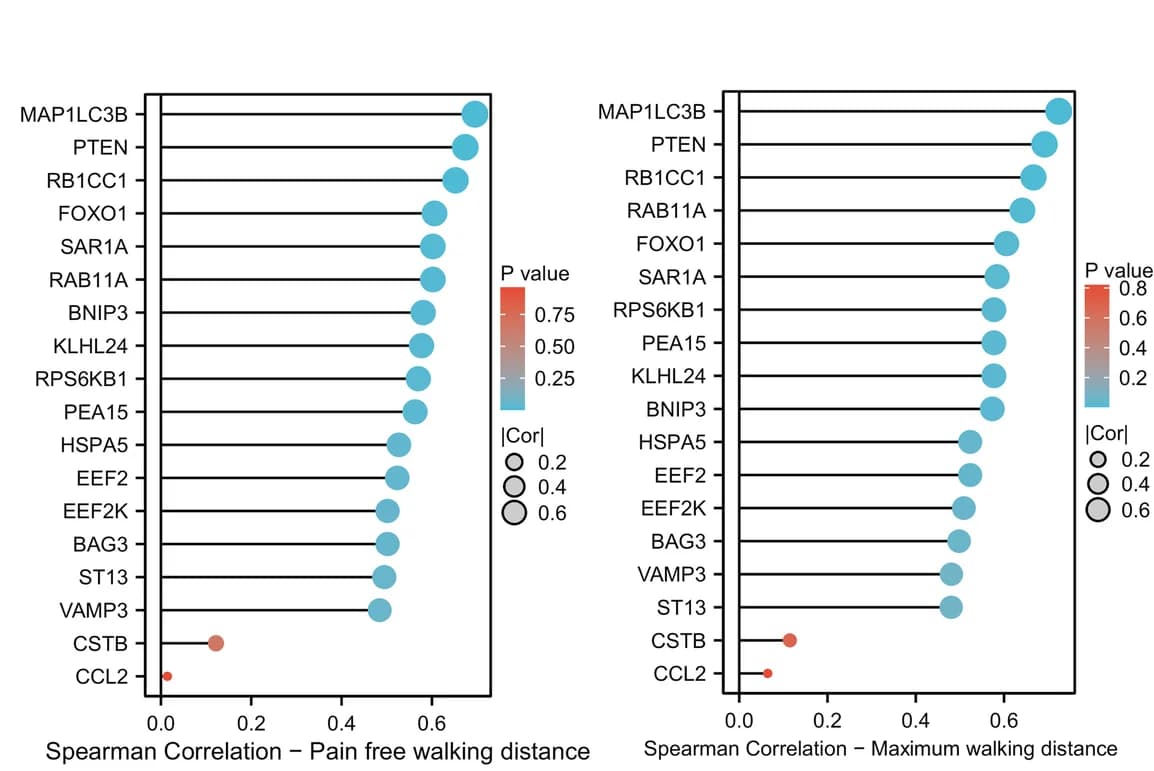 Open access visualization of Scatter Plot, Autophagy-Related Genes, Walking Distance, Gardner Treadmill Testing, Spearman Correlation Analysis