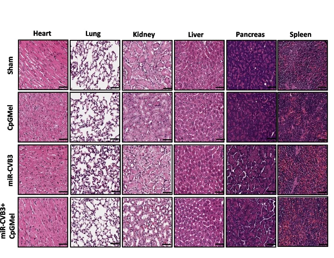 Open access visualization of Microscopy, H&E staining, Tissues