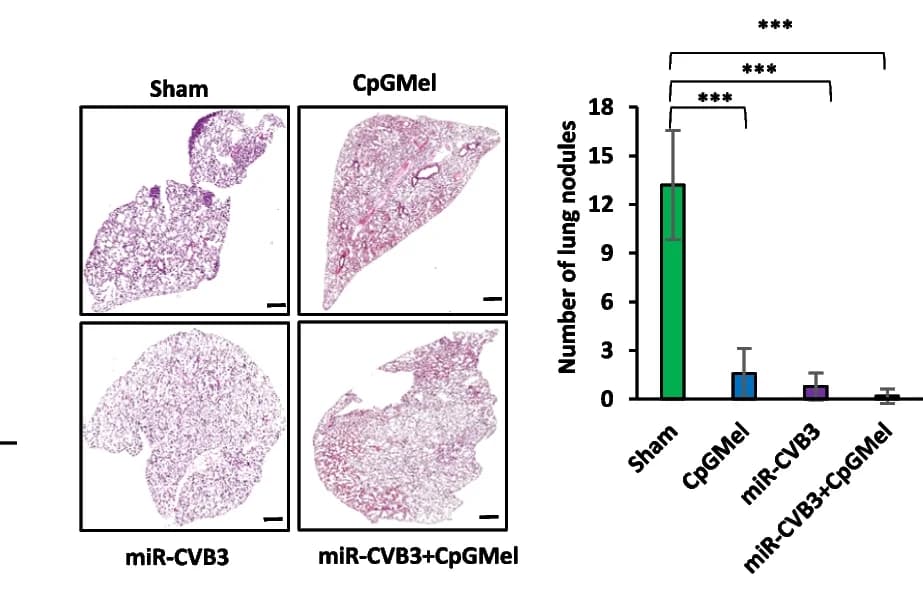 Open access visualization of Bar Plot, Microscopy, Error Bars, H&E Staining, Lungs