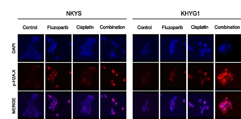 Open access visualization of Microscopy, Immunofluorescence, p-H2A.X, NKYS Cells, KHYG1 Cells