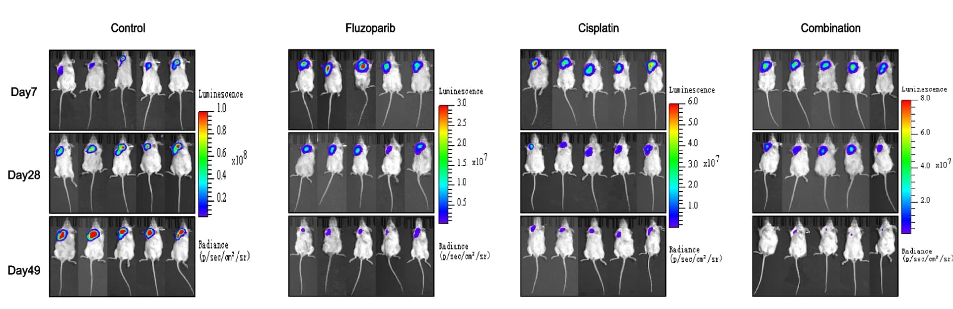 Open access visualization of Microscopy, Photo, IVIS Imaging, Tumor Burden, Control Group