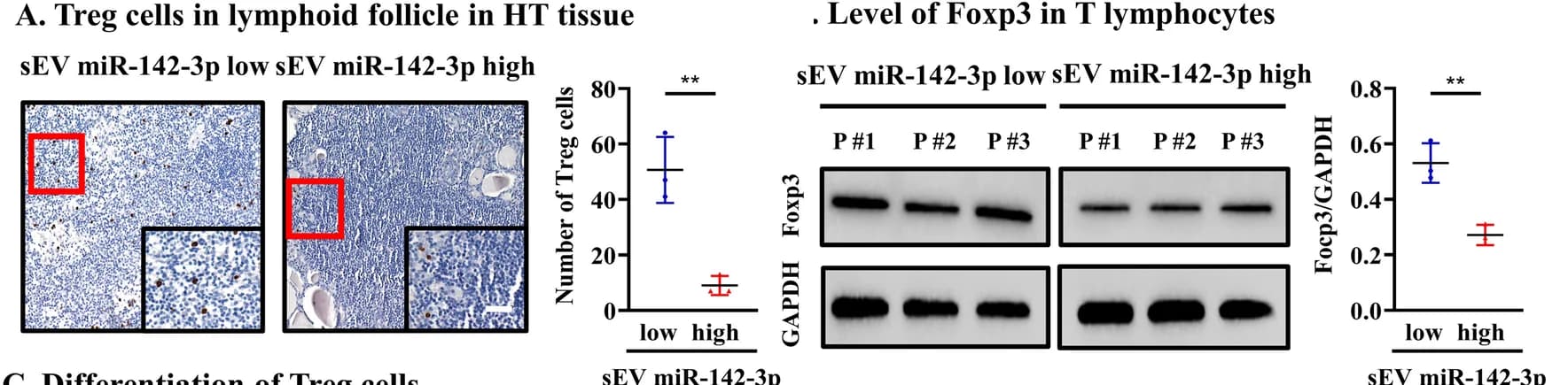 Open access visualization of Microscopy, Bar Plot, Error Bars, Gel, miR-142-3p