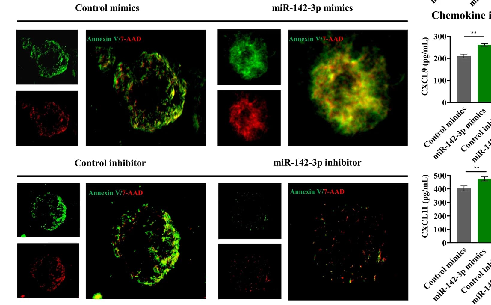 Open access visualization of Bar Plot, Microscopy, Chemokine Assay, Thyroid Organoids, CXCL9