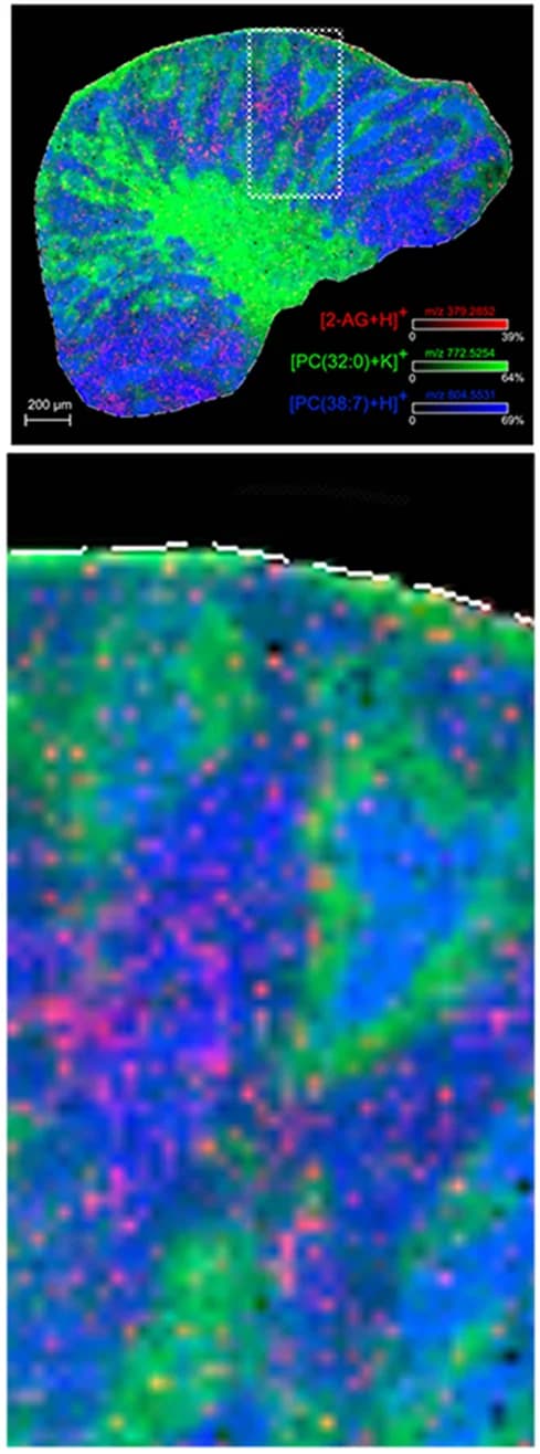 Open access visualization of Heatmap, 2-AG Detection, Lipids, Mass Spectrometry