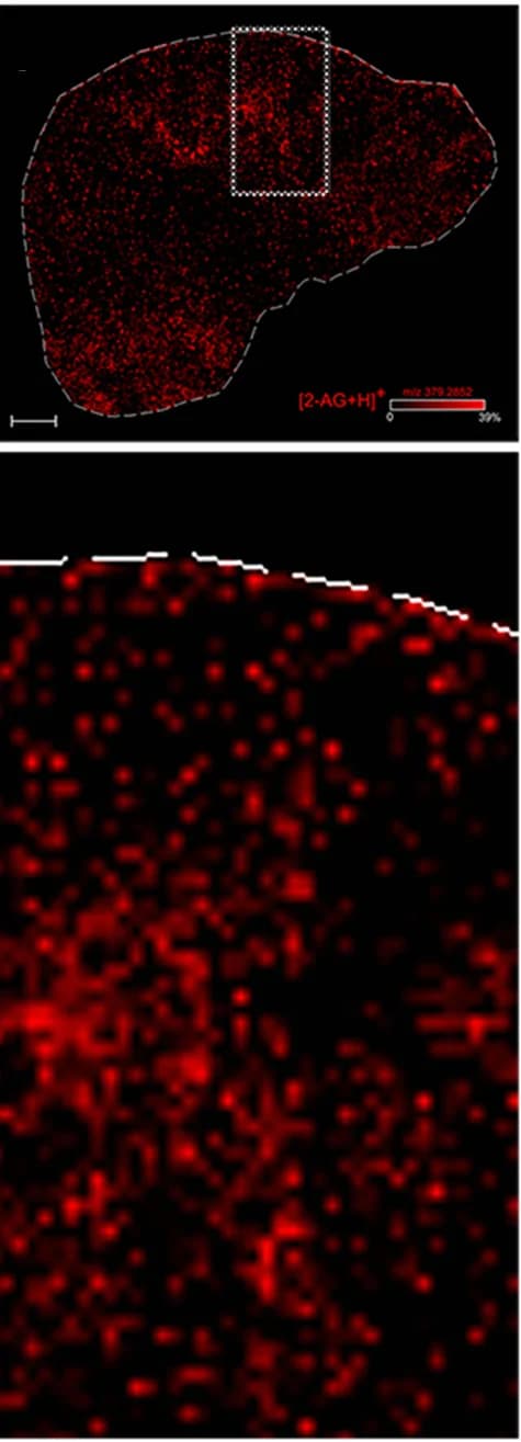 Open access visualization of Heatmap, 2-AG Detection, Mass Spectrometry