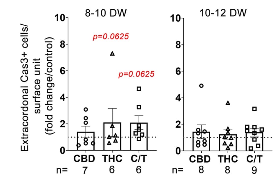 Open access visualization of Bar Plot, Error Bars, Scatter Plot, Apoptotic Cells, Extracordonal Tissue