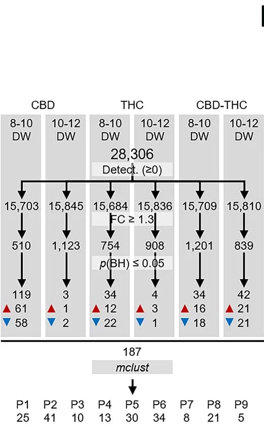 Open access visualization of Workflow, Flowchart, Differentially Expressed Genes, Embryonic Testis, CBD