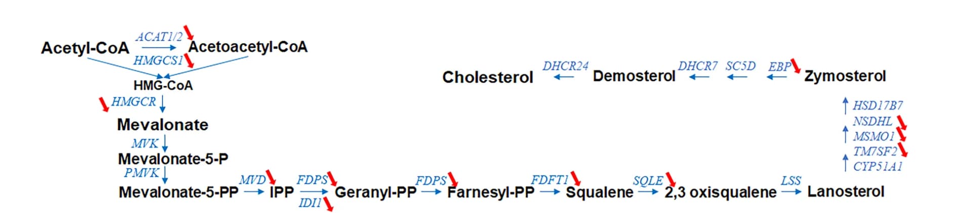 Open access visualization of Workflow, Pathway, Cholesterol Biosynthesis Pathway, Embryonic Testis, CBD