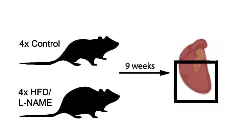 Open access visualization of Workflow, Flowchart, Illustration, HFpEF, Murine model