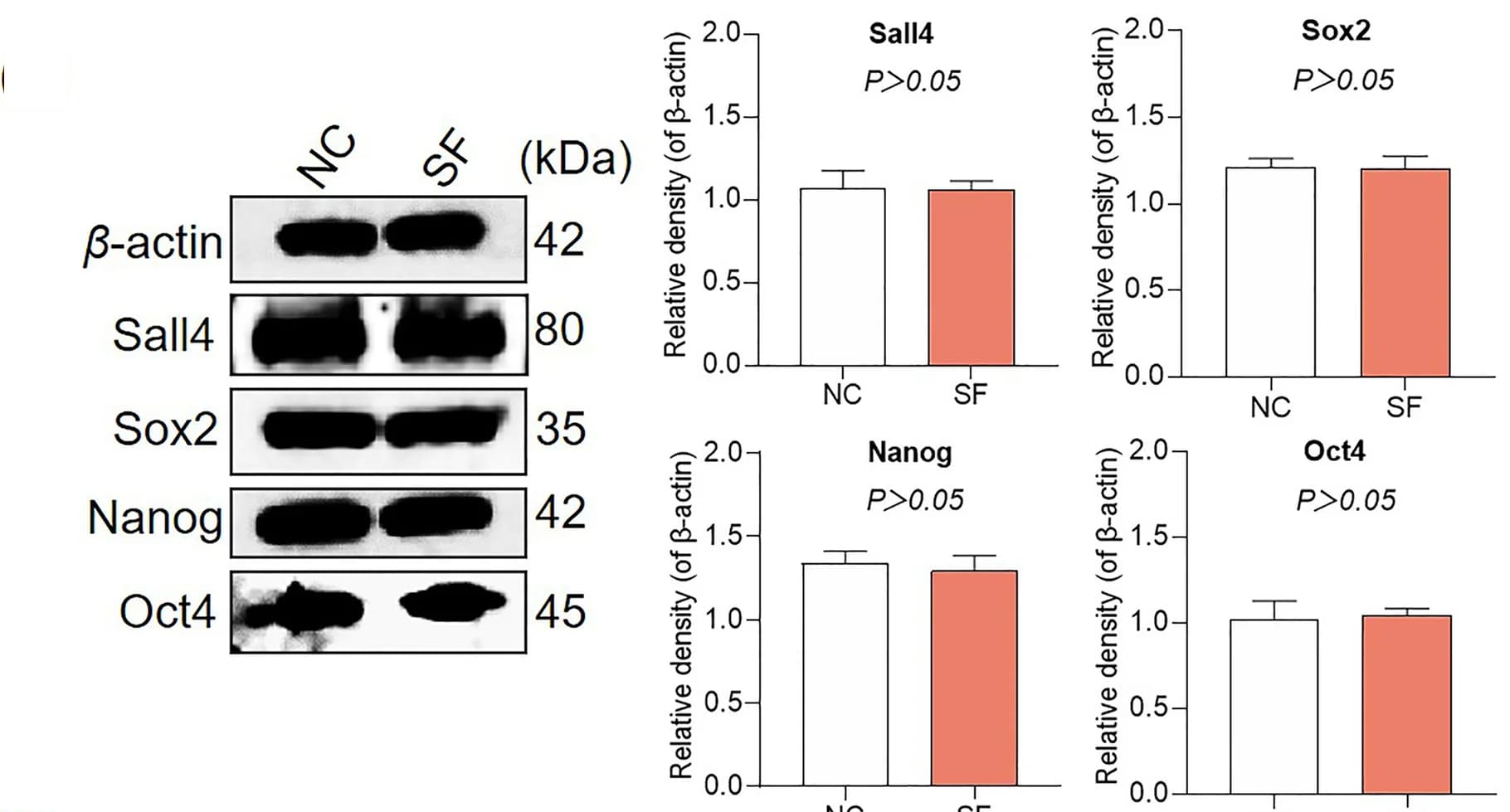 Open access visualization of Bar Plot, Error Bars, Photo, Gel, WB