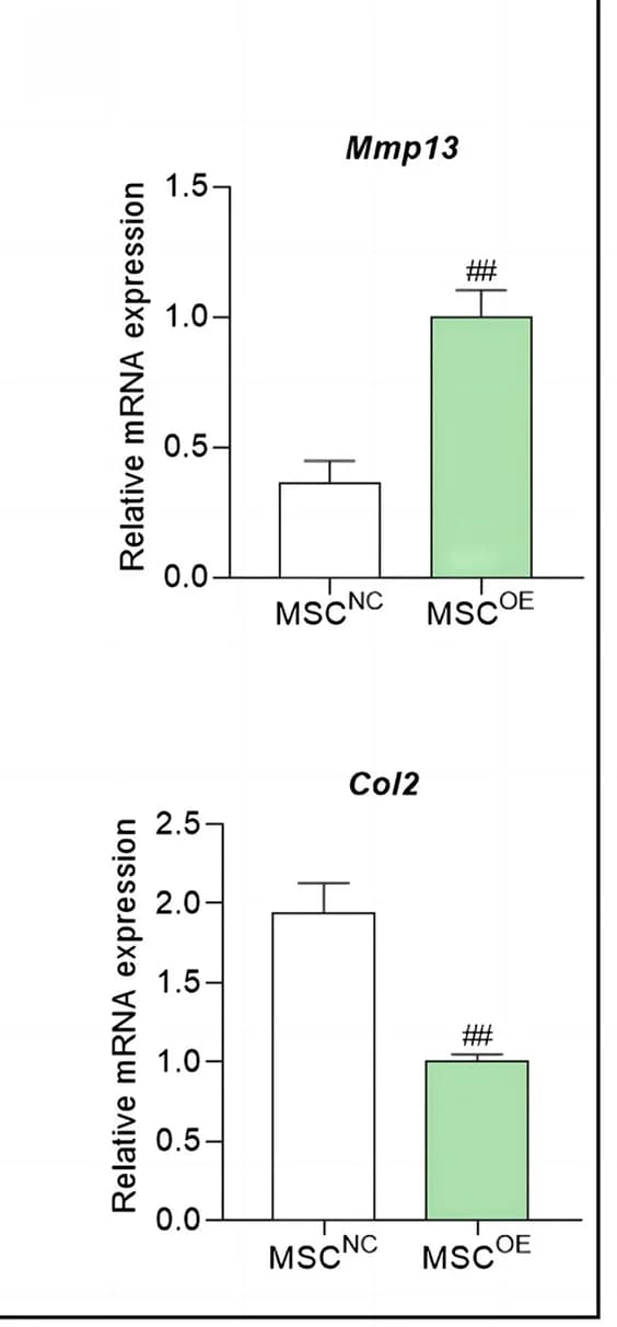 Open access visualization of Bar Plot, Error Bars, mRNA expression, Mmp13, Col2