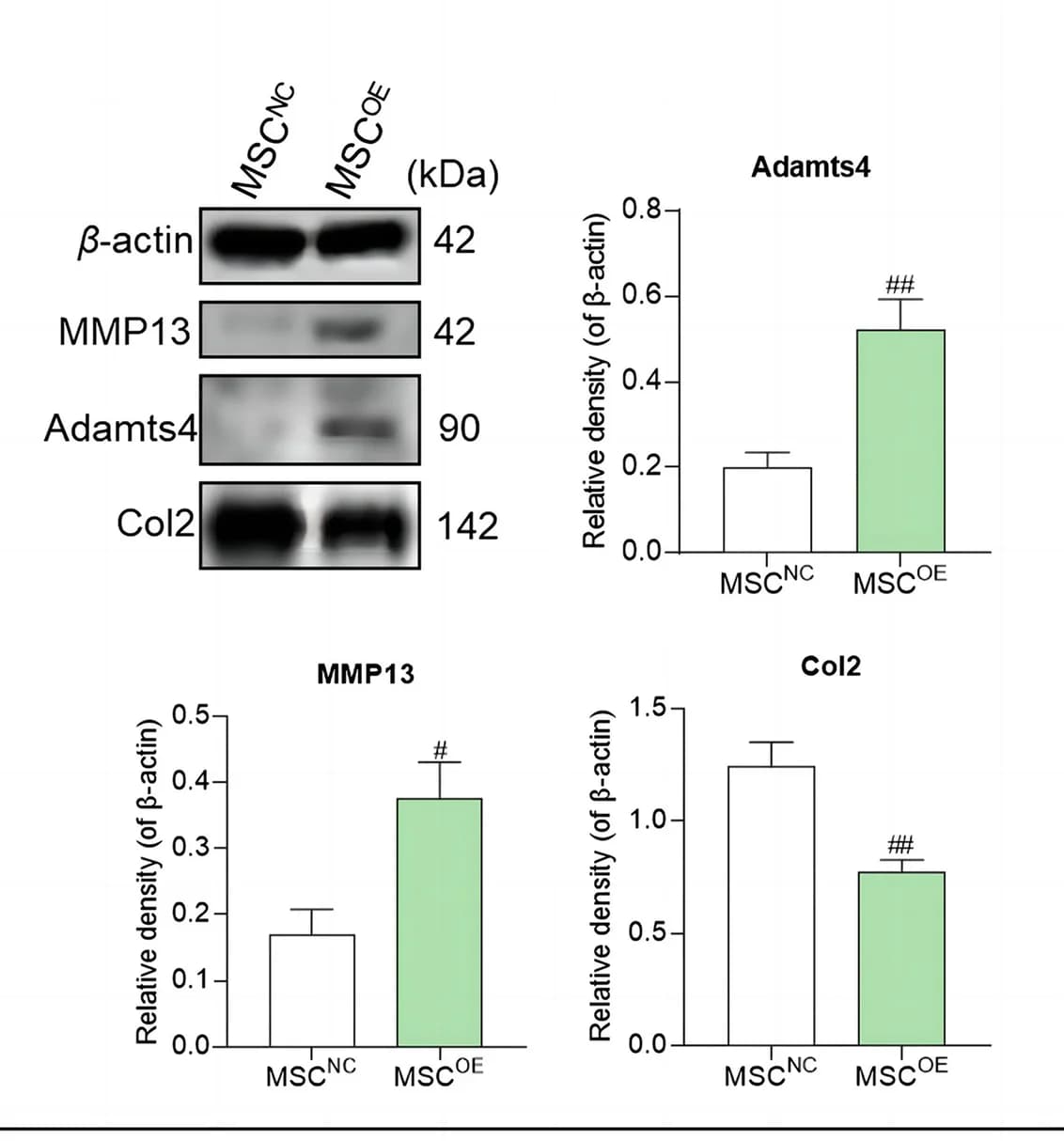 Open access visualization of Bar Plot, Error Bars, Gel, Protein expression levels, MMP13