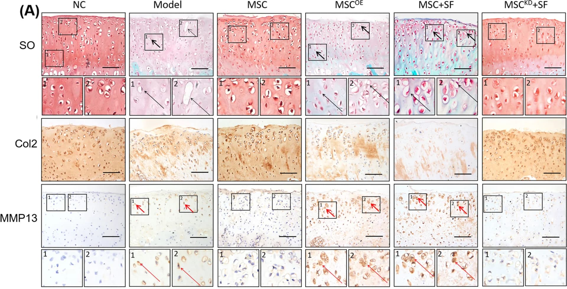 Open access visualization of Microscopy, IHC staining, Col2, MMP13, Cartilage