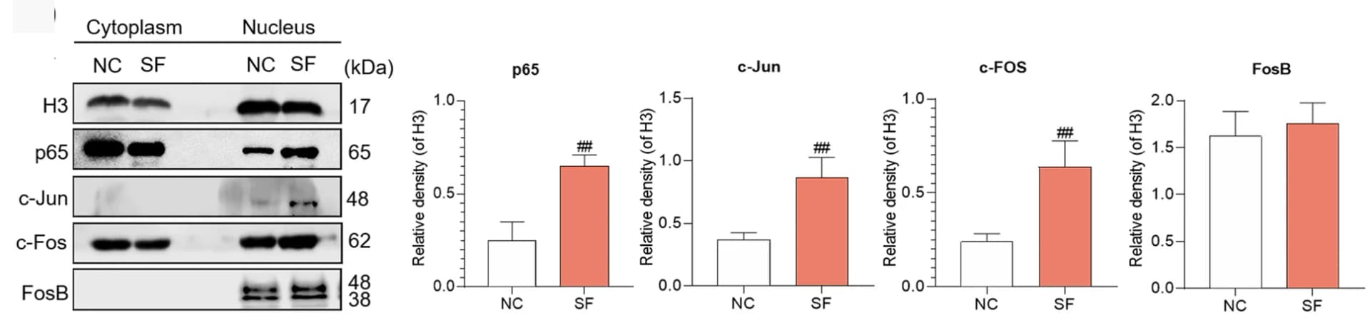 Open access visualization of Bar Plot, Error Bars, Gel, hucMSC Transcription Factors, SF Treatment