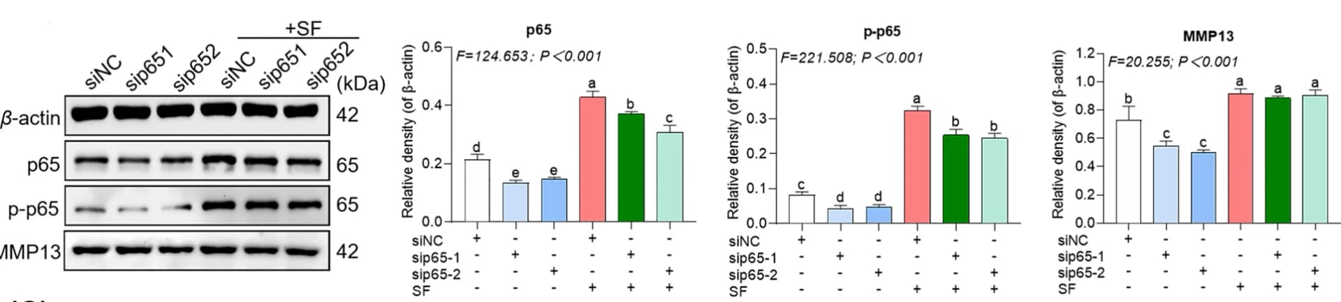 Open access visualization of Bar Plot, Photo, Gel, hucMSCs, SF Treatment